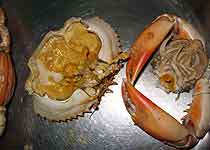 珠海十大特产之珠海膏蟹