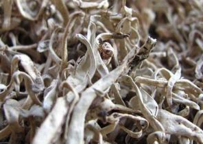 丽江雪茶